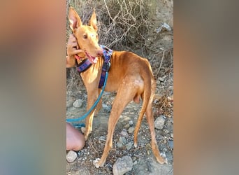 Shabi - Galgo Espanol Mixrüde - zutraulich, familiengeeignet, lernwillig