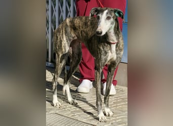 Maggie - zutraulich, elegant und lernwillig