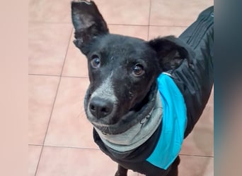 Zauberhafter BOWIE-liebevoll, sanft, verschmust sucht seine liebevolle Familie