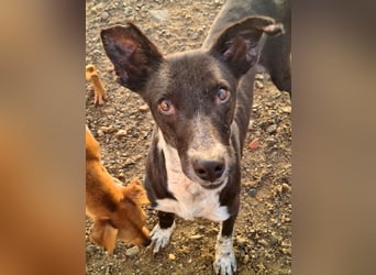 Zauberhafter BOWIE-liebevoll, sanft, verschmust sucht seine liebevolle Familie