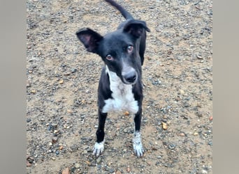 Zauberhafter BOWIE-liebevoll, sanft, verschmust sucht seine liebevolle Familie