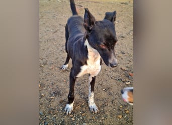 Zauberhafter BOWIE-liebevoll, sanft, verschmust sucht seine liebevolle Familie