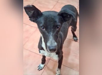 Zauberhafter BOWIE-liebevoll, sanft, verschmust sucht seine liebevolle Familie