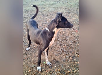 Zauberhafter BOWIE-liebevoll, sanft, verschmust sucht seine liebevolle Familie