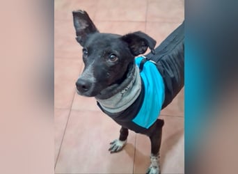 Zauberhafter BOWIE-liebevoll, sanft, verschmust sucht seine liebevolle Familie