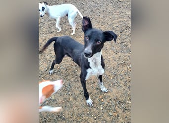 Zauberhafter BOWIE-liebevoll, sanft, verschmust sucht seine liebevolle Familie