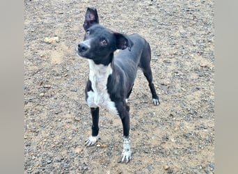 Zauberhafter BOWIE-liebevoll, sanft, verschmust sucht seine liebevolle Familie