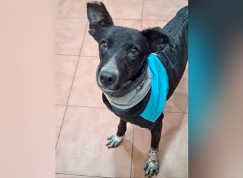 Zauberhafter BOWIE-liebevoll, sanft, verschmust sucht seine liebevolle Familie