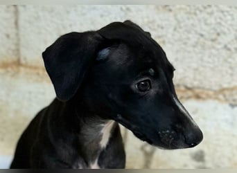 Nyx