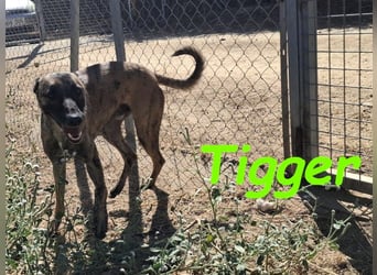 Tigger geb. 07/2024 (ESP) - lebensfroher, kluger und verschmuster Galgo-Podenco-Mix!