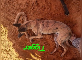 Tigger geb. 07/2024 (ESP) - lebensfroher, kluger und verschmuster Galgo-Podenco-Mix!