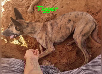Tigger geb. 07/2024 (ESP) - lebensfroher, kluger und verschmuster Galgo-Podenco-Mix!