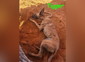 Tigger geb. 07/2024 (ESP) - lebensfroher, kluger und verschmuster Galgo-Podenco-Mix!