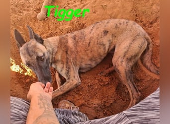 Tigger geb. 07/2024 (ESP) - lebensfroher, kluger und verschmuster Galgo-Podenco-Mix!