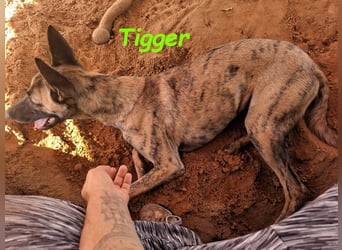 Tigger geb. 07/2024 (ESP) - lebensfroher, kluger und verschmuster Galgo-Podenco-Mix!