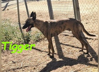Tigger geb. 07/2024 (ESP) - lebensfroher, kluger und verschmuster Galgo-Podenco-Mix!