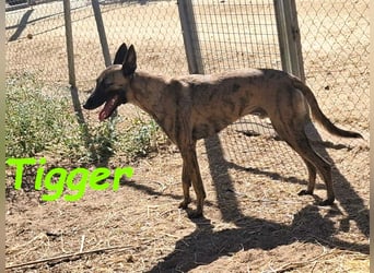 Tigger geb. 07/2024 (ESP) - lebensfroher, kluger und verschmuster Galgo-Podenco-Mix!