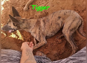 Tigger geb. 07/2024 (ESP) - lebensfroher, kluger und verschmuster Galgo-Podenco-Mix!
