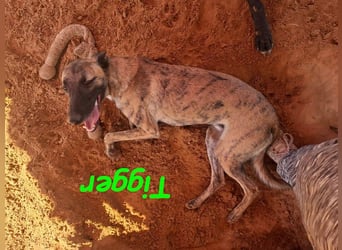 Tigger geb. 07/2024 (ESP) - lebensfroher, kluger und verschmuster Galgo-Podenco-Mix!