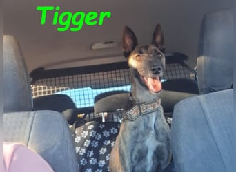 Tigger geb. 07/2024 (ESP) - lebensfroher, kluger und verschmuster Galgo-Podenco-Mix!