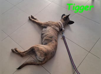 Tigger geb. 07/2024 (ESP) - lebensfroher, kluger und verschmuster Galgo-Podenco-Mix!