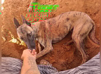 Tigger geb. 07/2024 (ESP) - lebensfroher, kluger und verschmuster Galgo-Podenco-Mix!