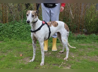 • Charlie sucht ein Zuhause |•| Ihre Schwester Tini auch •