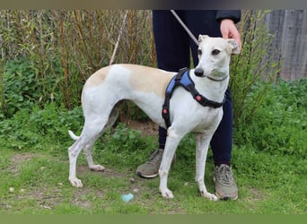 • Charlie sucht ein Zuhause |•| Ihre Schwester Tini auch •