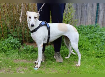 • Tini sucht ein Zuhause |•| Ihre Schwester Charlie auch •