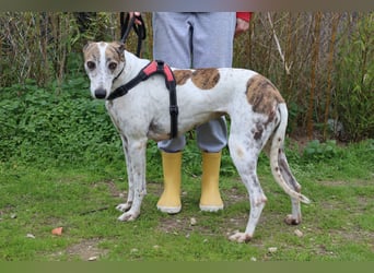 • Charlie sucht ein Zuhause |•| Ihre Schwester Tini auch •