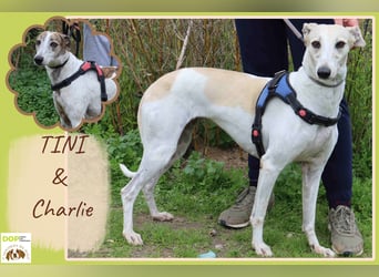 • Tini sucht ein Zuhause |•| Ihre Schwester Charlie auch •