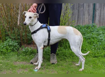 • Tini sucht ein Zuhause |•| Ihre Schwester Charlie auch •