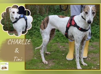 • Charlie sucht ein Zuhause |•| Ihre Schwester Tini auch •