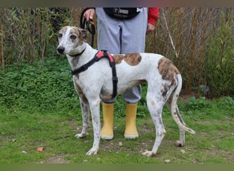 • Charlie sucht ein Zuhause |•| Ihre Schwester Tini auch •