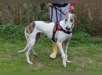 • Charlie sucht ein Zuhause |•| Ihre Schwester Tini auch •