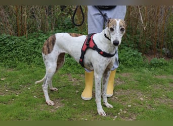 • Tini sucht ein Zuhause |•| Ihre Schwester Charlie auch •