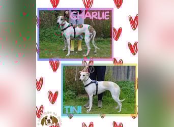 • Charlie sucht ein Zuhause |•| Ihre Schwester Tini auch •