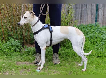 • Tini sucht ein Zuhause |•| Ihre Schwester Charlie auch •