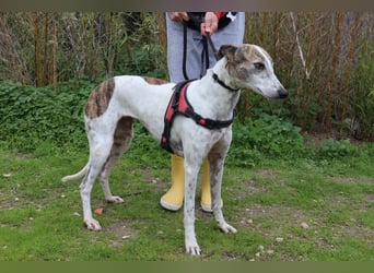 • Charlie sucht ein Zuhause |•| Ihre Schwester Tini auch •