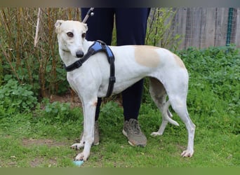 • Tini sucht ein Zuhause |•| Ihre Schwester Charlie auch •