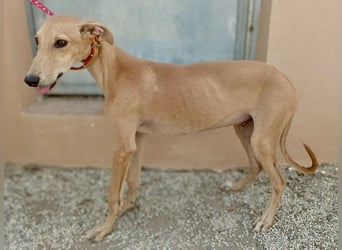 Simba - verspielt, lernwillig und freundlich