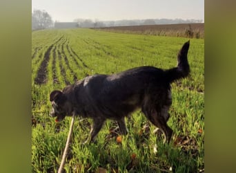 Samba die allerliebste in ganz Tierheim