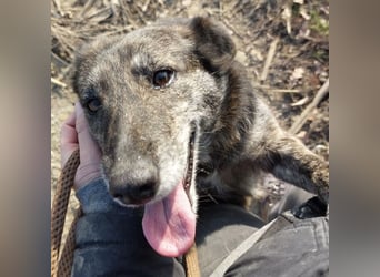 Samba die allerliebste in ganz Tierheim