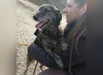 Samba die allerliebste in ganz Tierheim