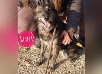 Samba die allerliebste in ganz Tierheim