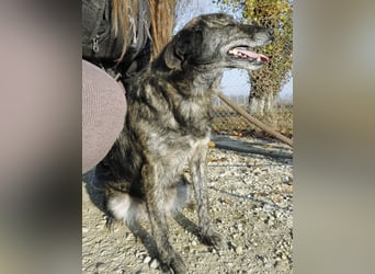 Samba die allerliebste in ganz Tierheim