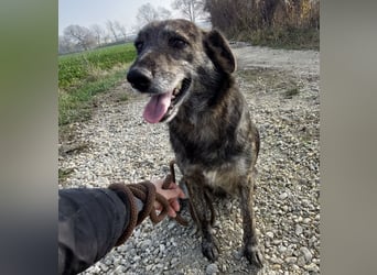 Samba die allerliebste in ganz Tierheim