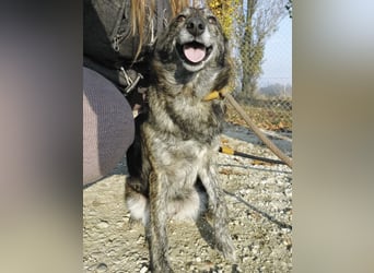 Samba die allerliebste in ganz Tierheim
