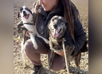 Samba die allerliebste in ganz Tierheim