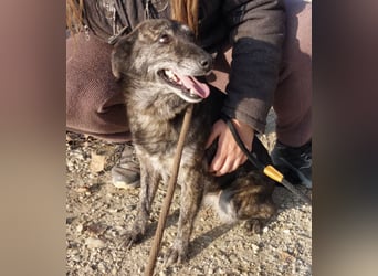 Samba die allerliebste in ganz Tierheim